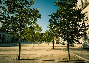 From Trees Perspective