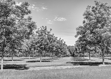 Georgia Pecan Tree Orchard