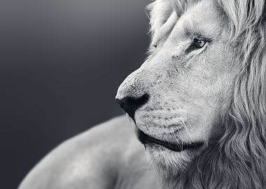 Large adult male lion