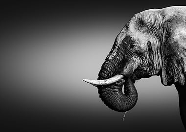 Elephant bull portrait