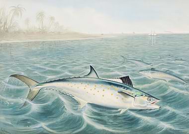 Red Drum chromolithograph