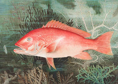 Northern Red Snapper