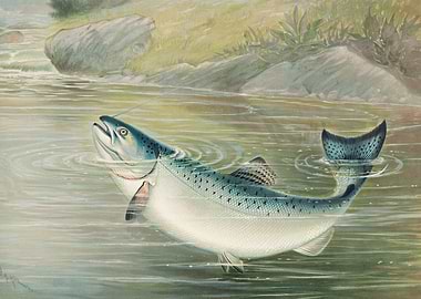 The California salmon 1879