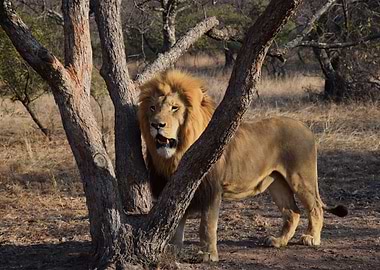 Tree and lion