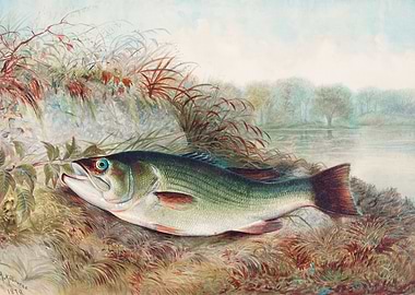 Largemouth Bass 1879