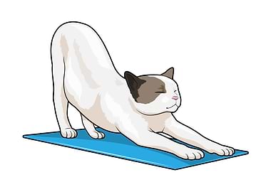Cat Yoga Meditation