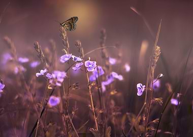 flowers violet and butterf