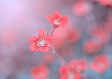 Pink little flowers, macro