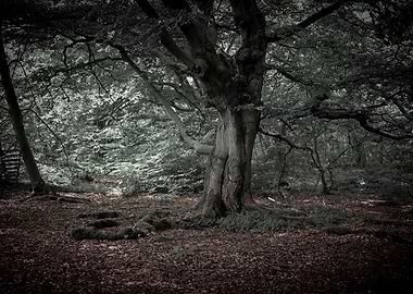 In the fairy tale forest