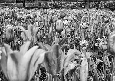 North Carolina Tulip Field