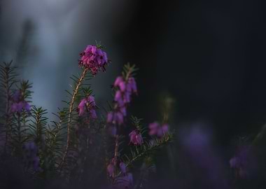 Flower Erika at dusk