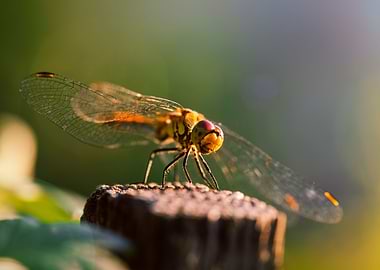 Dragonfly on the rest