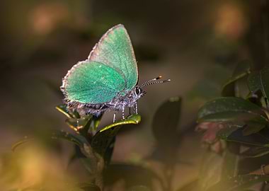 green hairstreak butterfly