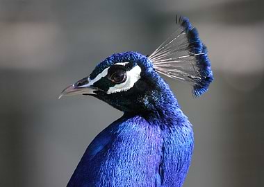 peacock