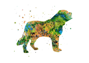 Bernese mountain dog