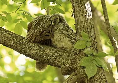 MOM and BABY barred owls