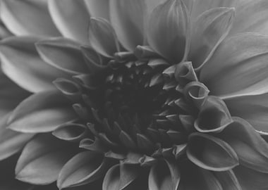 abstract flower gray