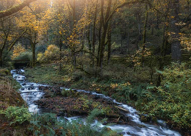 Enchanted autumn forest