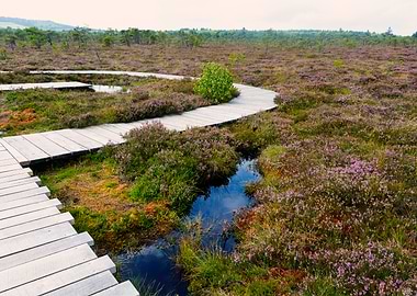 Moorland with heather