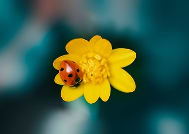Ladybird and flowers
