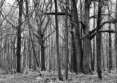 Branches and dry leaves