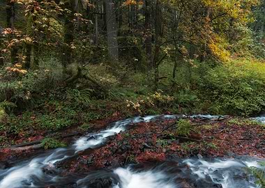 Autumn forest wonderland