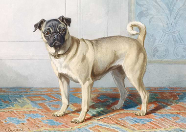 Edwin Vom Raths Pug