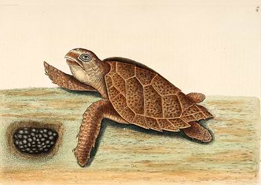 Sea turtle with eggs 1683