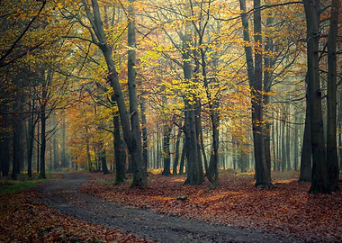 Autumn trees, alley,forest