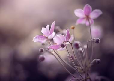 Pink anemone,macro,flowers