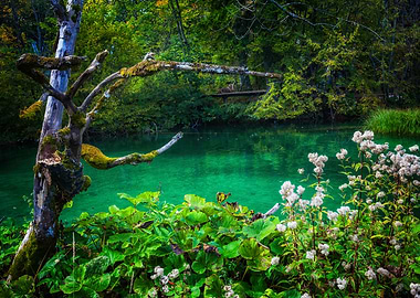 Forest Lake And Dead Tree
