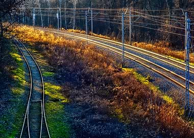 Railway Tracks In Forest