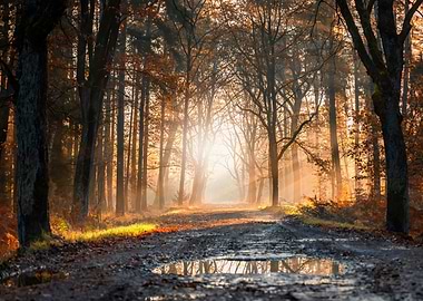 Autumn trees, forest,alley