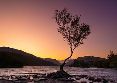 Lone Tree at Twilight