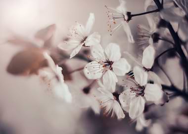 Cherry blossom, trees