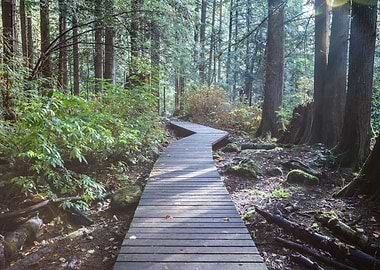 Path to the forest Canada