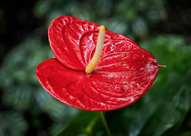 Red Flamingo Flower