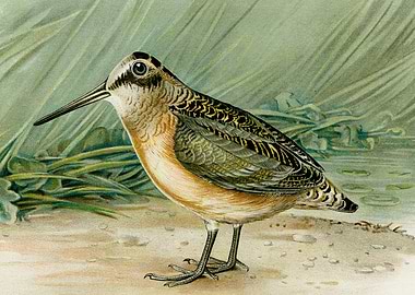 Woodcock Philohela Minor