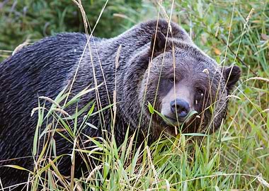 Grizzly Bear Canada