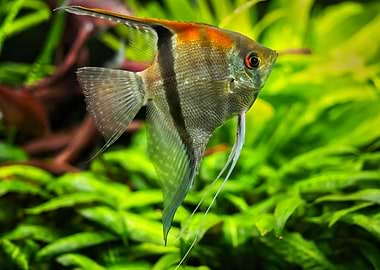 Red Shoulder Angelfish