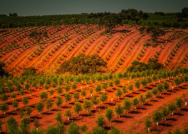 Red Fields Of Central Port