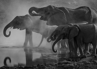 Elephant herb at waterhole