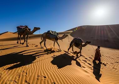 Person Leading Camels