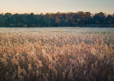 Dry reed land