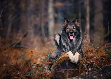 German Shepherd, autumn