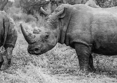 Rhino
