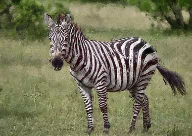 Cute zebra