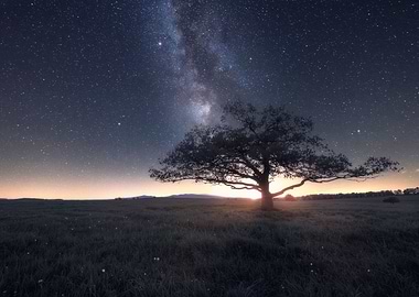 Night Tree