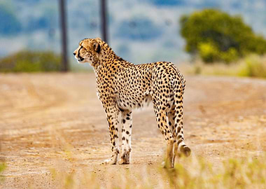 Cheetah Nature Africa Wild