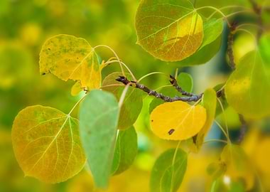 Aspens